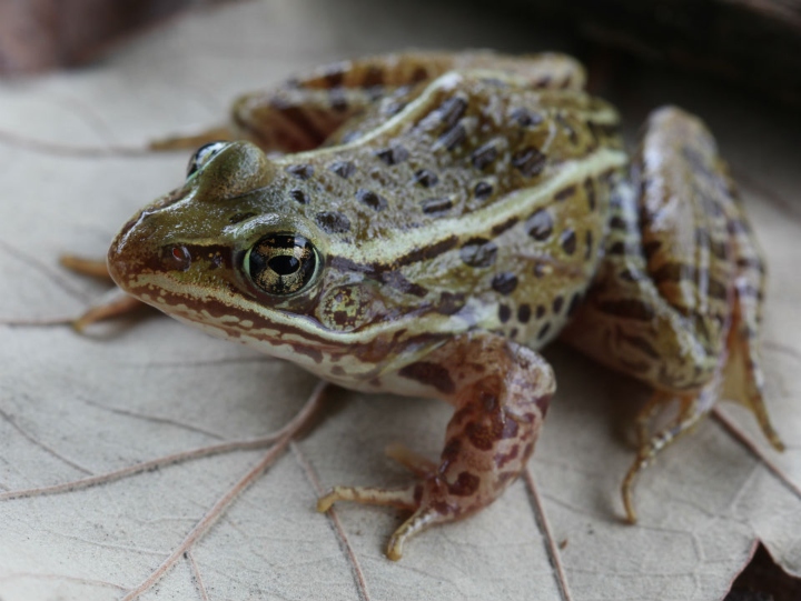 Leopard Frog